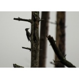 ТРЕХПАЛЫЙ ДЯТЕЛ.JPG